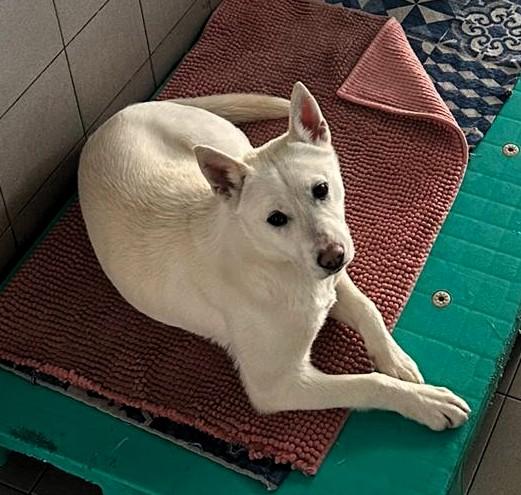 SKYLER BELLISSIMA CAGNOLINA Foto 3